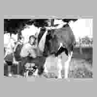 111-3418 Erste Bekanntschaft mit baeuerlichen Grosstieren, Zuschauen beim Melken war interessant (1934) Pacyna.jpg